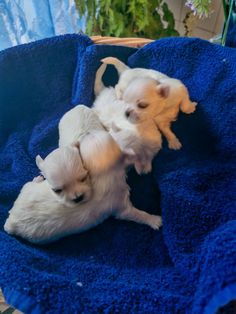 Chiot Bichon maltais du domaine de l'Aristochien