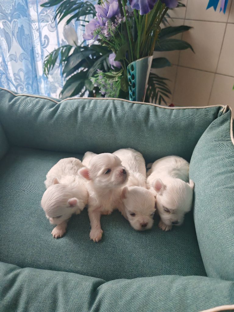 du domaine de l'Aristochien - Bichon maltais - Portée née le 10/06/2025