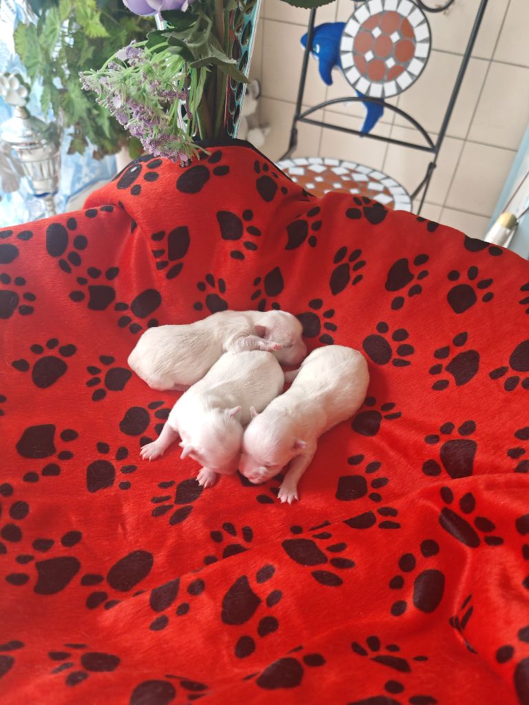du domaine de l'Aristochien - Chiots disponibles - Bichon maltais