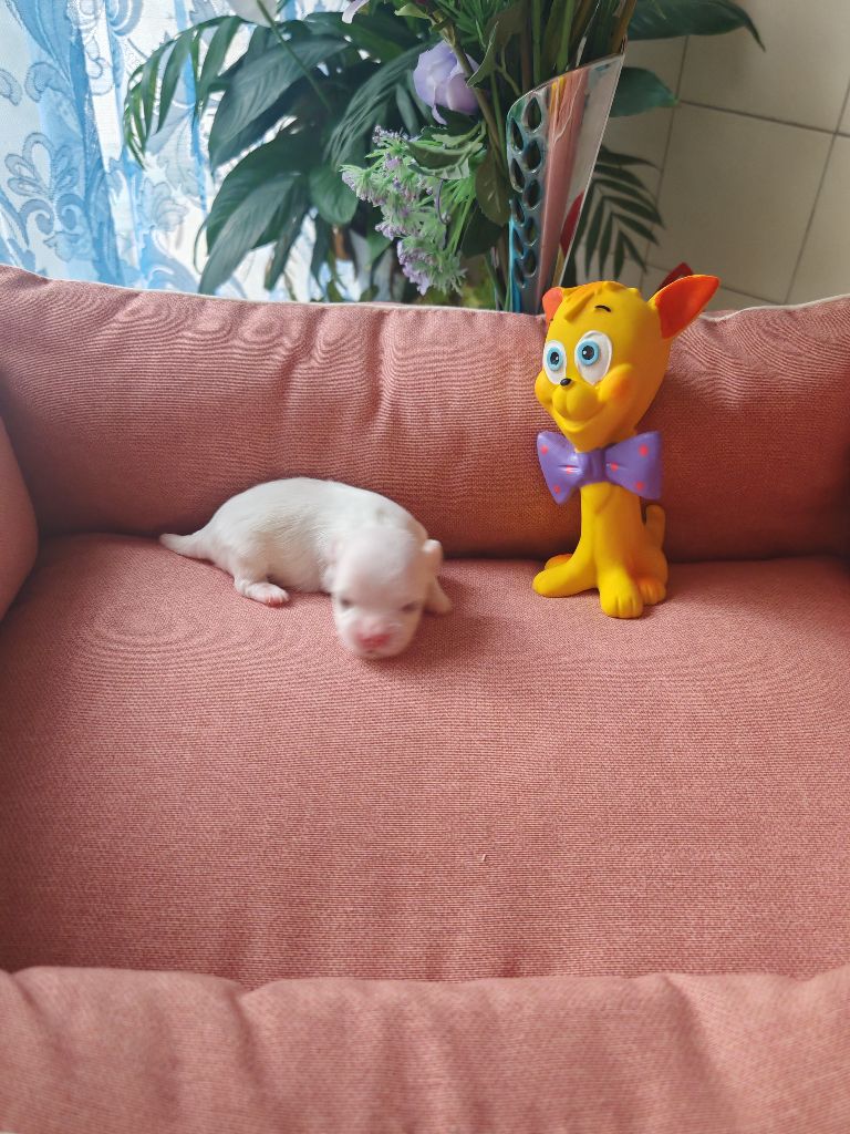 du domaine de l'Aristochien - Chiots disponibles - Bichon maltais
