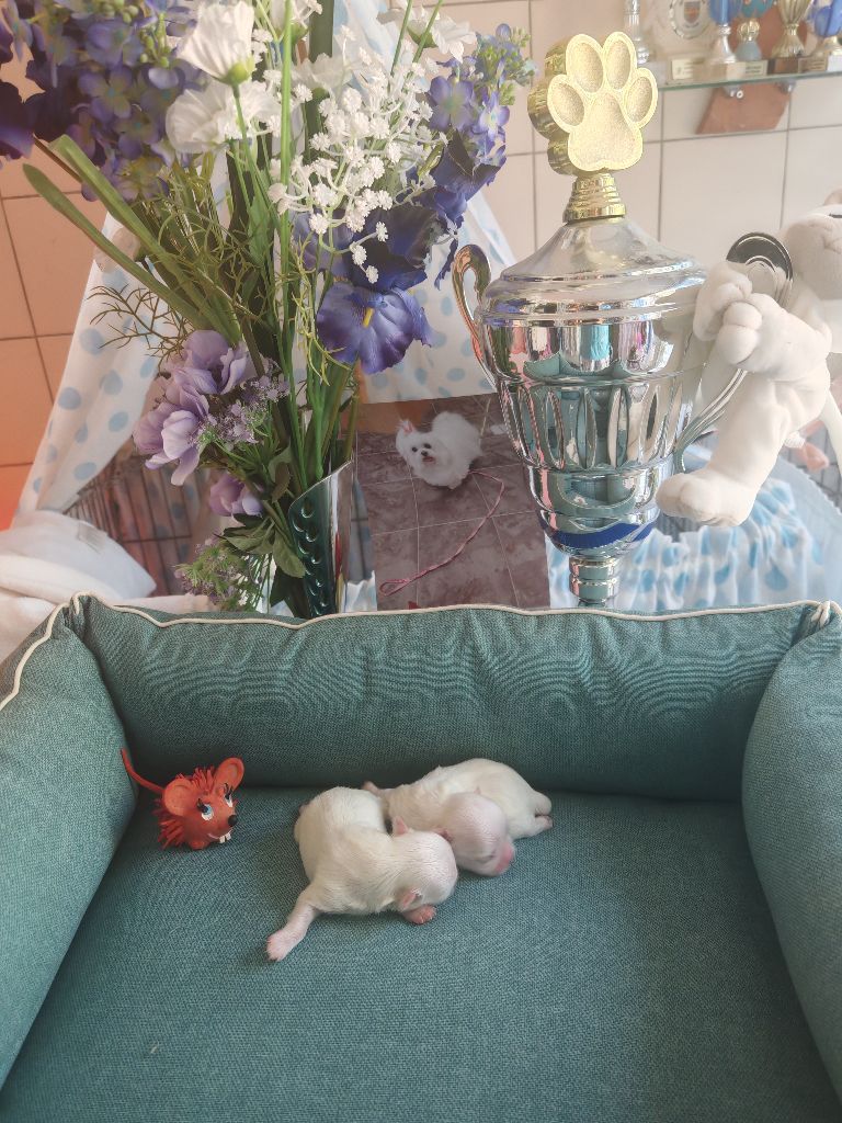 du domaine de l'Aristochien - Chiots disponibles - Bichon maltais