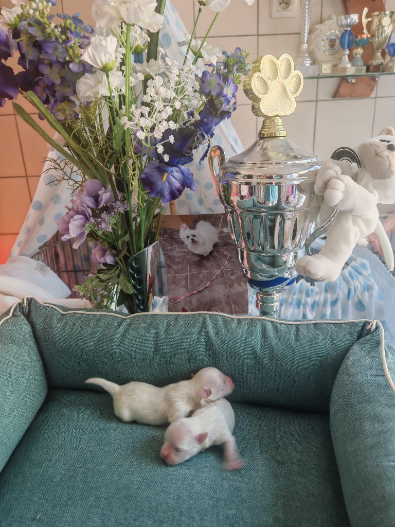 du domaine de l'Aristochien - Chiots disponibles - Bichon maltais