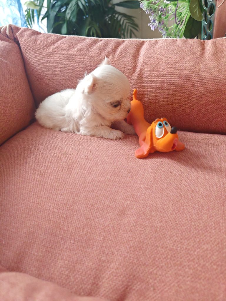 du domaine de l'Aristochien - Chiots disponibles - Bichon maltais