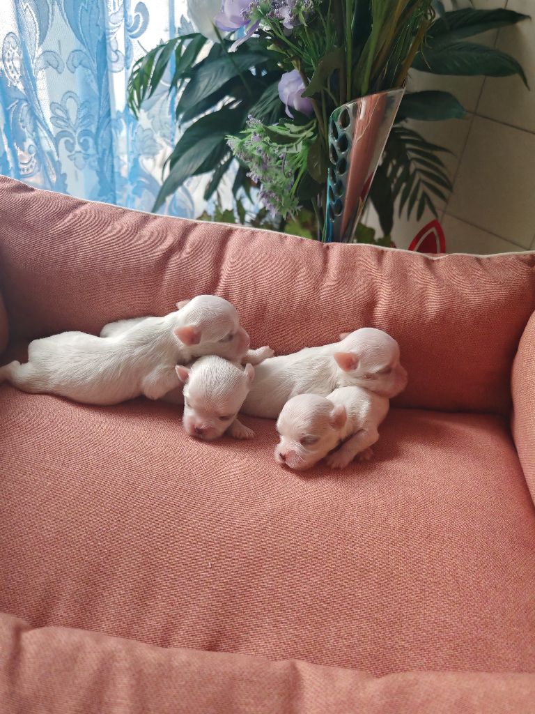 Chiot Bichon maltais du domaine de l'Aristochien