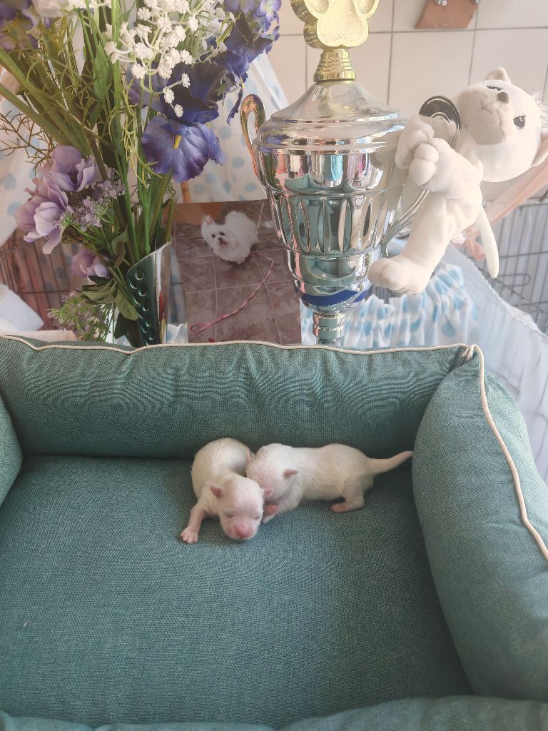 du domaine de l'Aristochien - Chiots disponibles - Bichon maltais