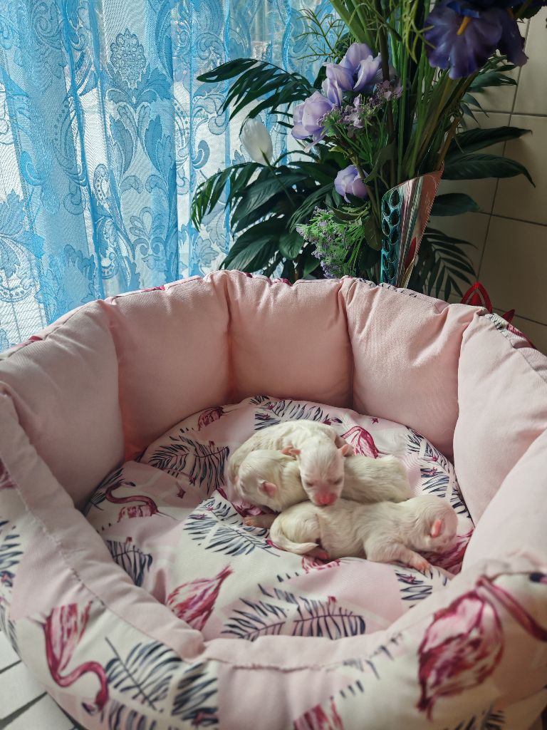 du domaine de l'Aristochien - Chiots disponibles - Bichon maltais