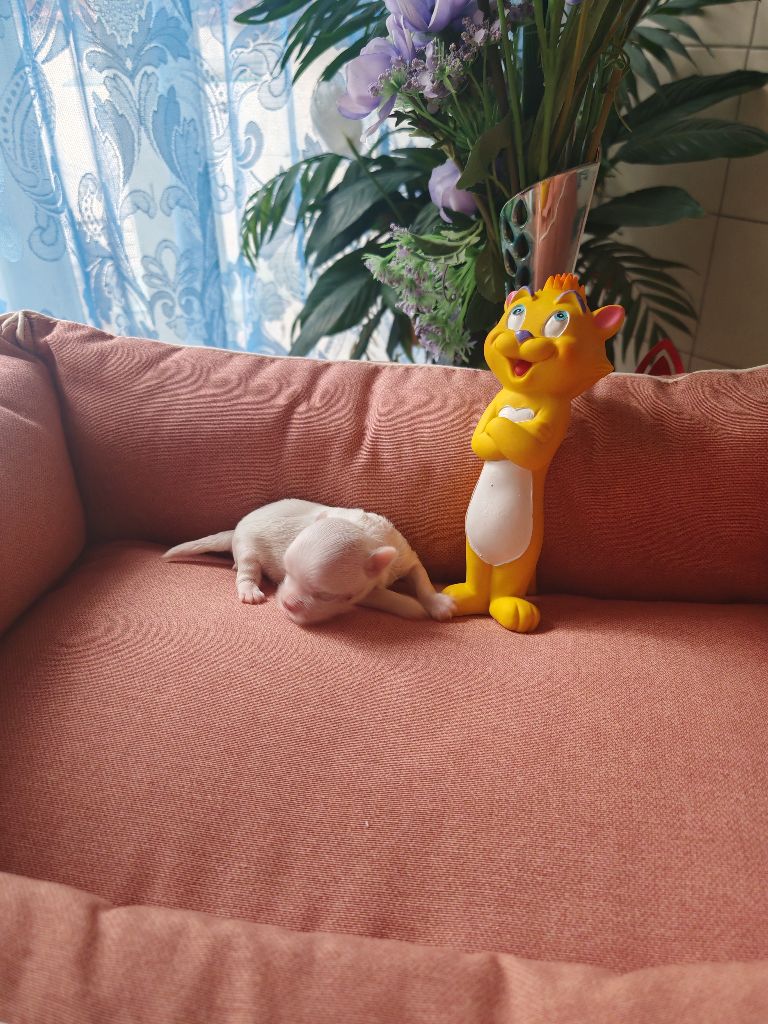 du domaine de l'Aristochien - Chiots disponibles - Bichon maltais